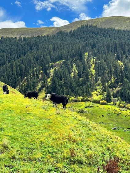 A grassy hillside with grazing cattle and a forested mountain in the background. 3