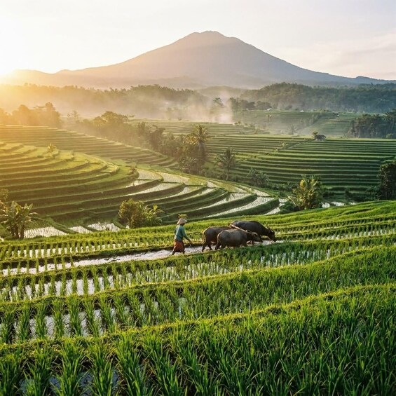 Picture 4 for Activity Bali: Bedugul & jatiluwih UNESCO rice terraces private tour 3