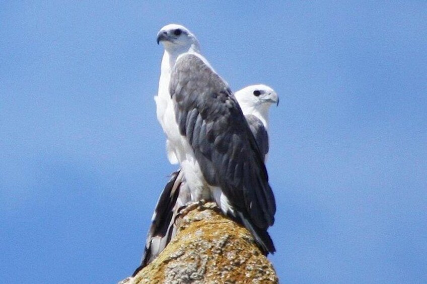 Two birds perched on a rock against a clear sky. 3