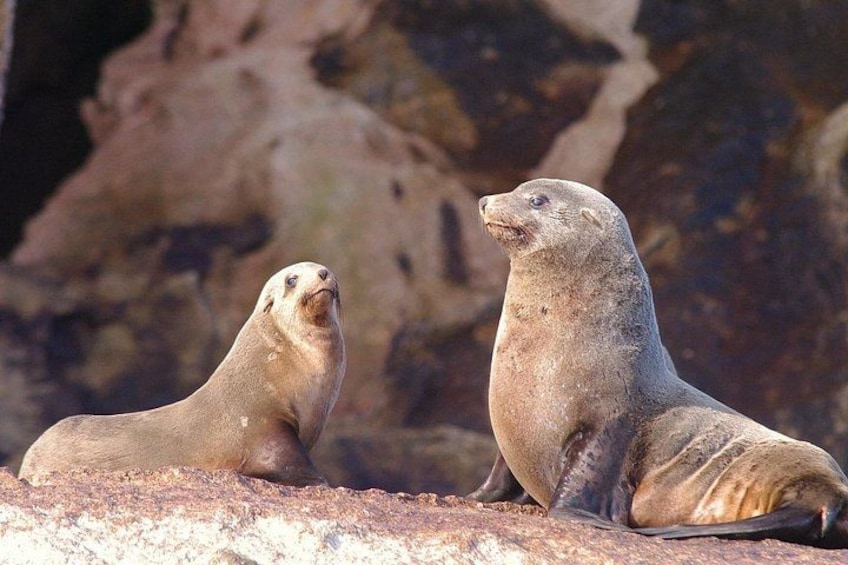 Two seals on a rocky surface with a rocky background. 4