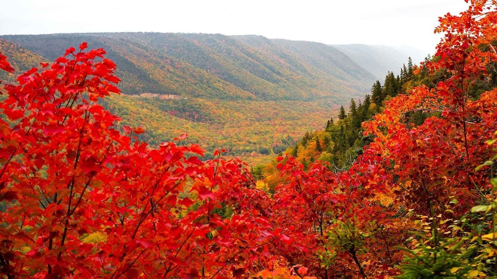 Picture 14 for Activity Cabot Trail Scenic Tour by Highland Tours 2