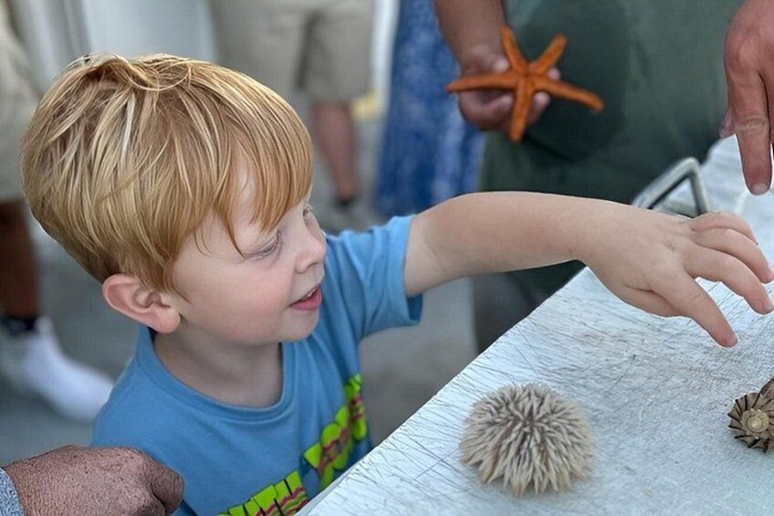 Un enfant tend la main pour toucher une étoile de mer posée sur une table. 3
