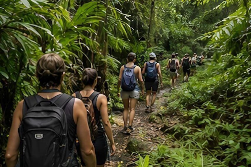 A group of hikers walking on a narrow trail surrounded by dense tropical vegetation. 5
