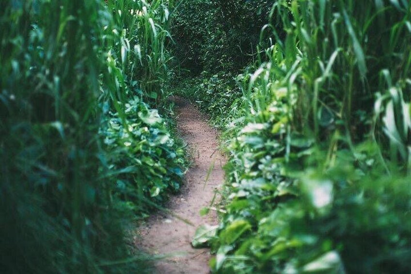 A narrow dirt path surrounded by dense green vegetation. 3