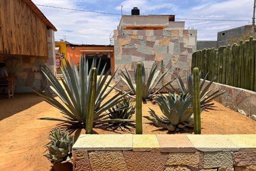 A garden with agave plants and a stone wall. 4