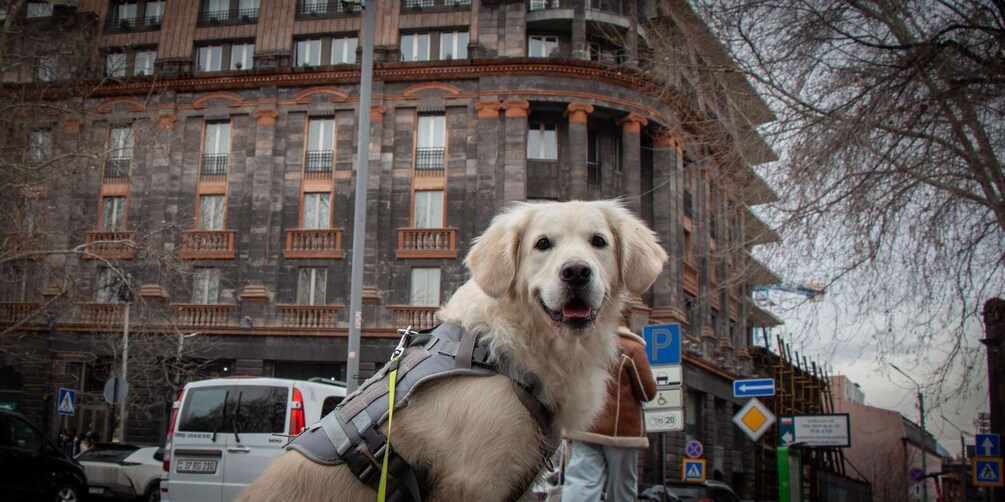A dog with a harness in an urban setting with buildings and a parking sign. 1