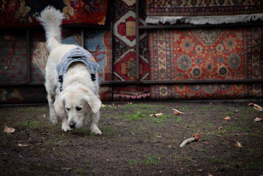 A dog with a harness walking on a dirt path. 5