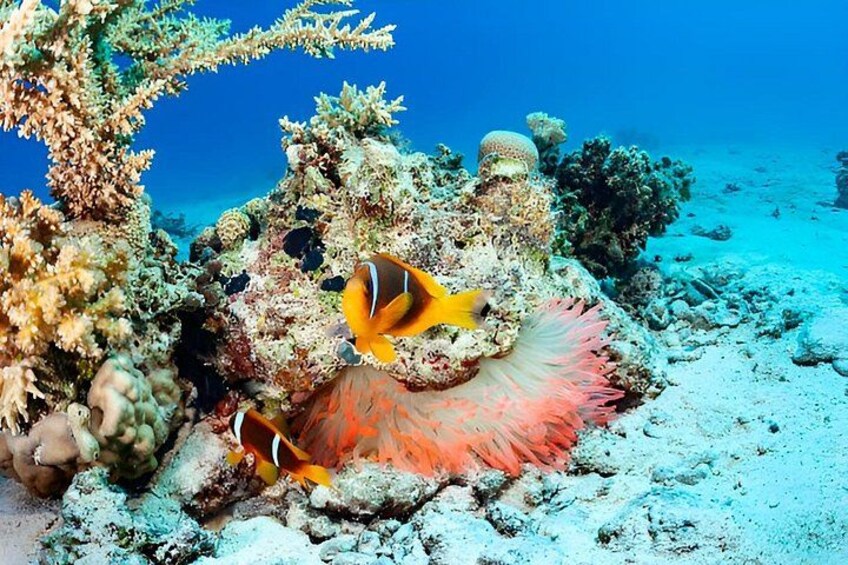 Sahl Hasheesh Elite Beach Dive and Coral Reef Experience 5