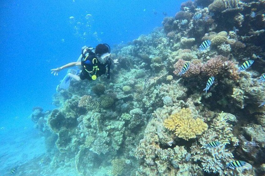 Sahl Hasheesh Elite Beach Dive and Coral Reef Experience 4