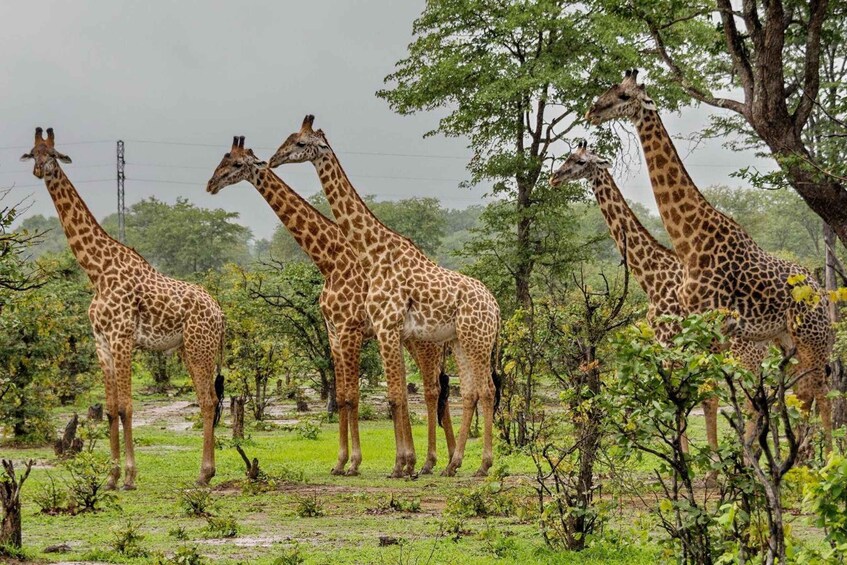 A group of giraffes in a natural setting with trees and a grassy path. 5