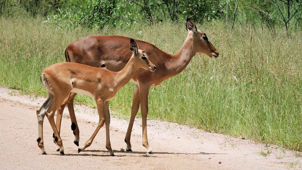 Two deer walking on a dirt path with grass and trees in the background. 2