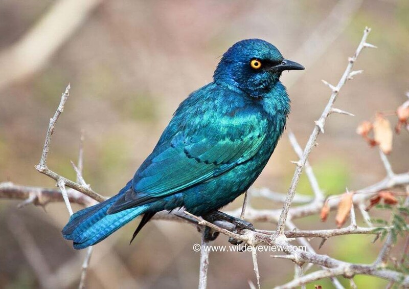 A blue bird perched on a branch. 3