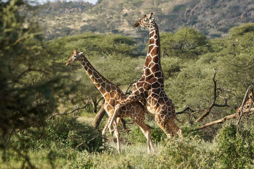 Two giraffes in a grassy savanna with trees and hills in the background. 1