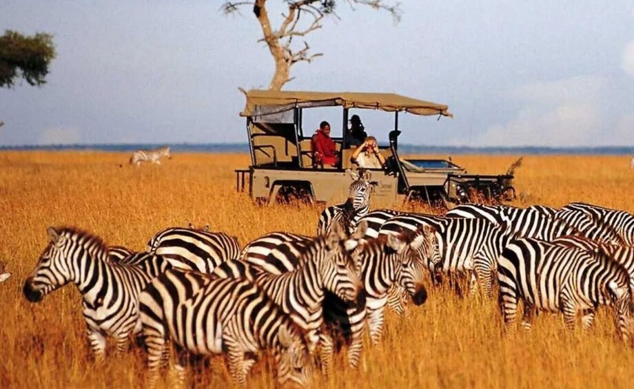 A safari vehicle with people observing zebras in a grassy field. 4