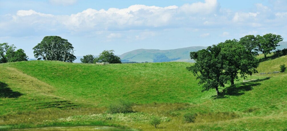 A grassy hill with trees and a fence in the distance. 3