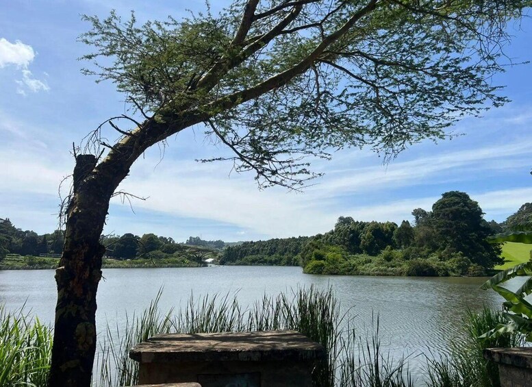 A lake with a tree in the foreground and a distant view of a forested area. 2