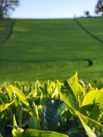 A lush green tea plantation with rows of tea plants. 3