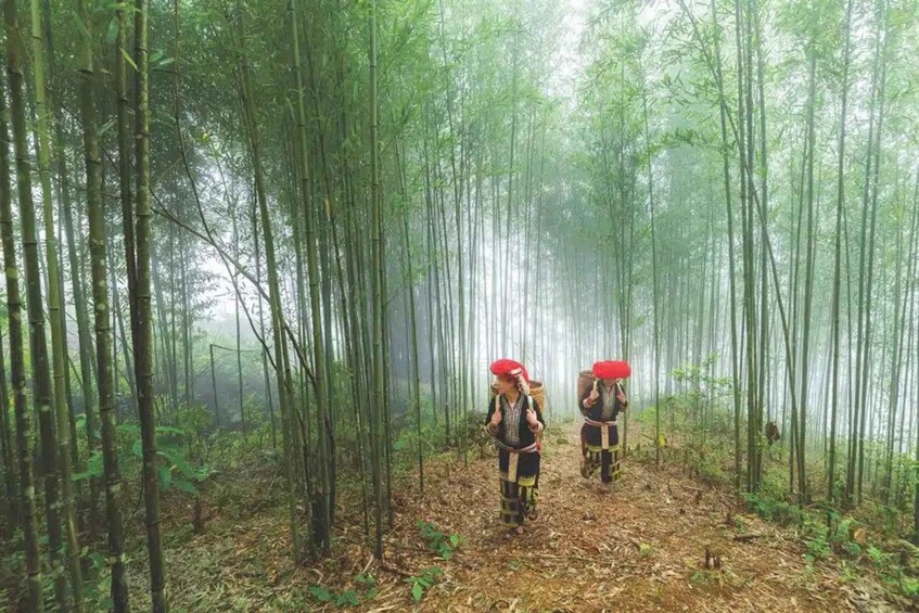 Two individuals in traditional attire walking through a bamboo forest. 1