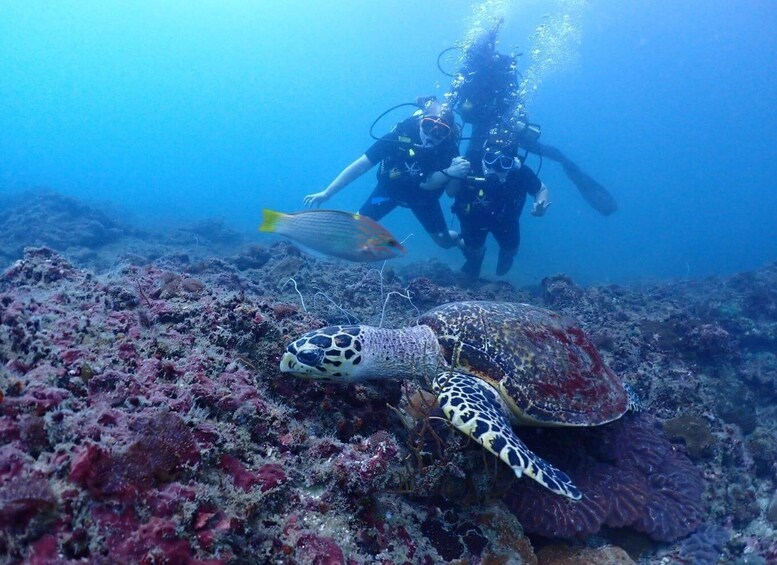 A diver and a sea turtle on a coral reef. 2