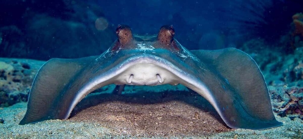 A stingray swimming underwater with its wings spread. 5