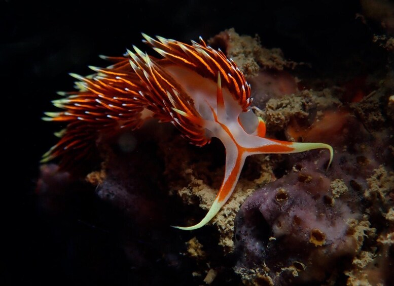 A sea slug with orange and white stripes on a coral reef. 4