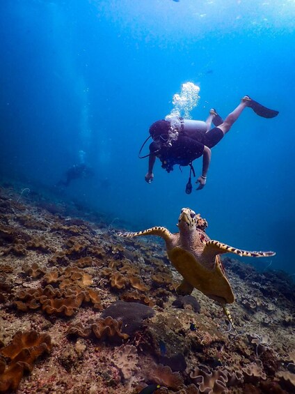 Picture 5 for Activity From Phi Phi: PADI Discover Scuba Half Day Trip (2 Dives) 3
