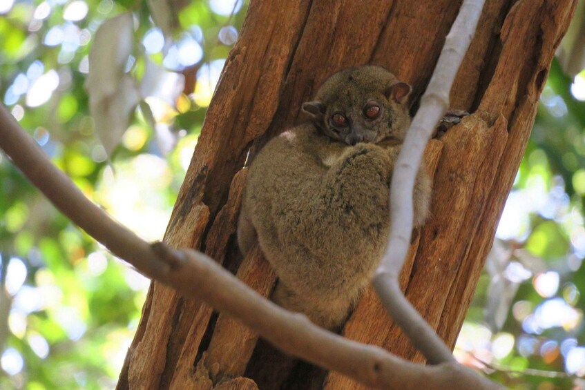A small, furry animal with large eyes clinging to a tree trunk. 4