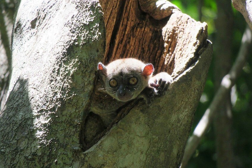 A small primate clinging to a tree trunk. 2