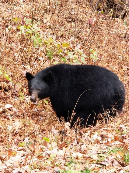 A black bear in a forest with dry leaves and green plants. 3