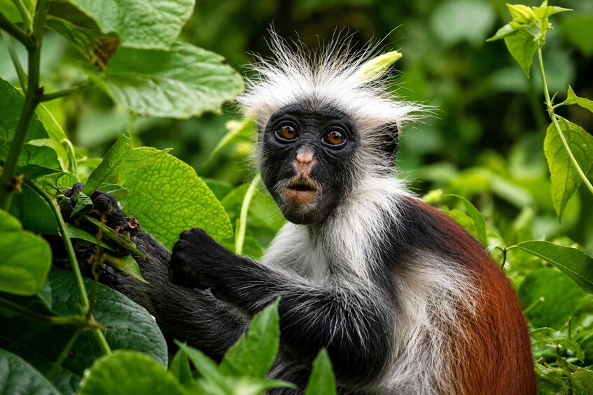 A monkey with white and black fur holding a green leaf. 5