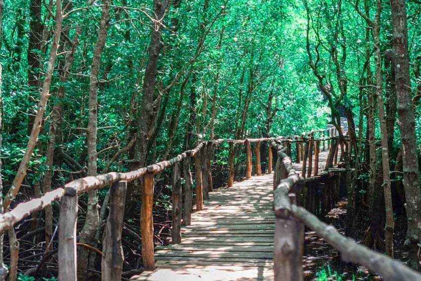 A wooden boardwalk through a dense forest with a rope railing. 1