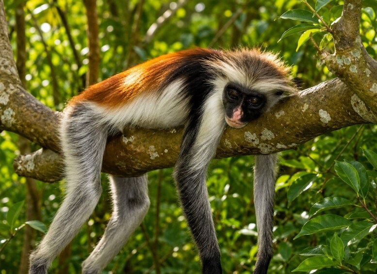 A monkey with white and brown fur clinging to a tree branch. 2