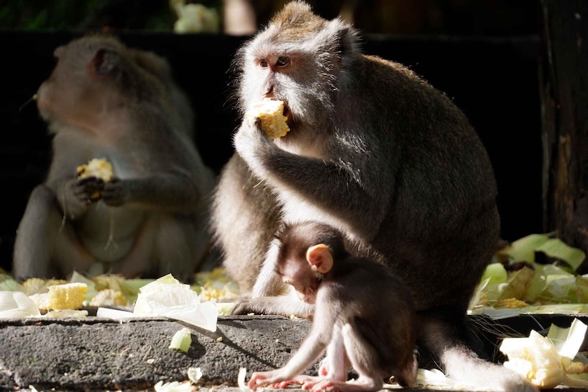 A monkey eating food, with another monkey and a baby monkey in the background. 5