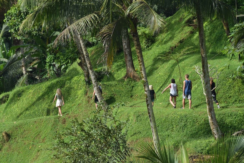 A group of people walking on a grassy hillside with palm trees. 3