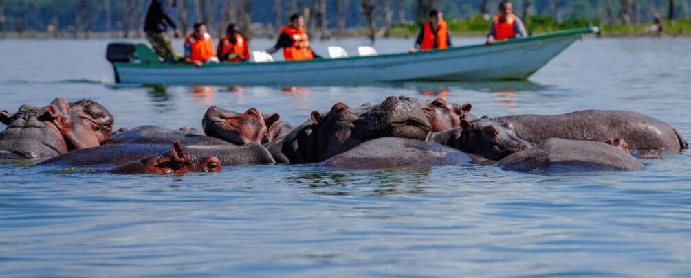 A group of hippos in water with a boat and people in orange life jackets in the background. 2