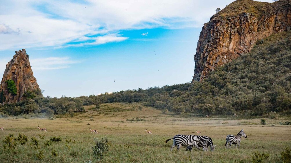 Zebras grazing in a savanna with rocky cliffs in the background. 5