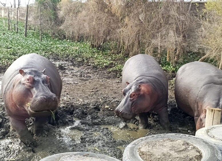 Three hippos in a muddy enclosure with vegetation and a fence in the background. 4