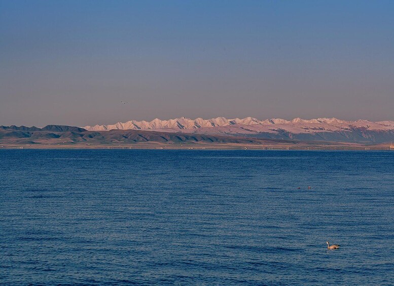 A calm sea with a bird swimming, distant mountains, and a clear sky. 3
