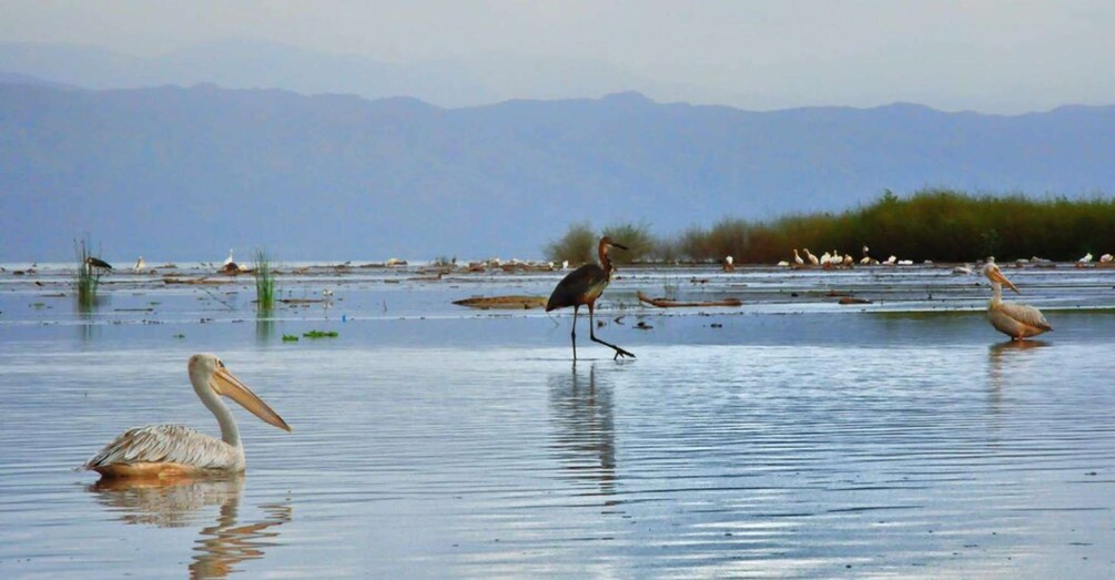 A bird standing in shallow water with mountains in the background. 1