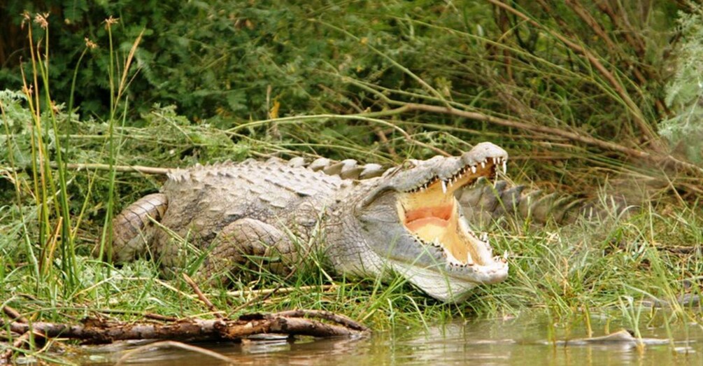A crocodile in a natural setting with water and vegetation. 3