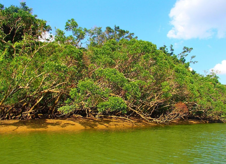 A dense mangrove forest by a calm river. 3