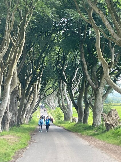A tree-lined road with people walking. 3