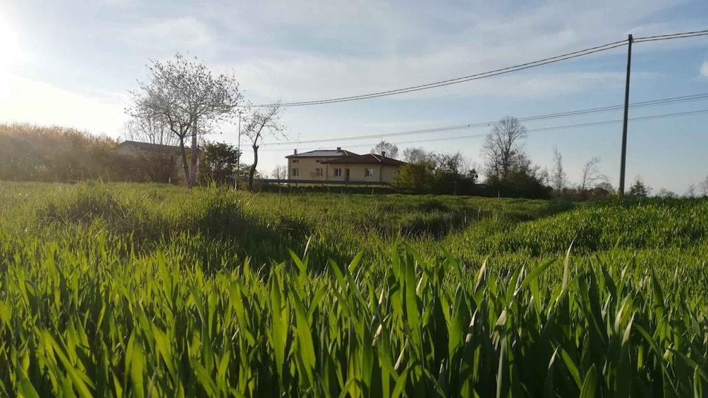 A rural landscape with a house on a hill, surrounded by lush green fields and power lines. 2
