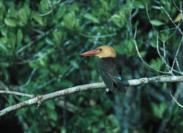 A bird with a long beak perched on a branch surrounded by dense foliage. 4