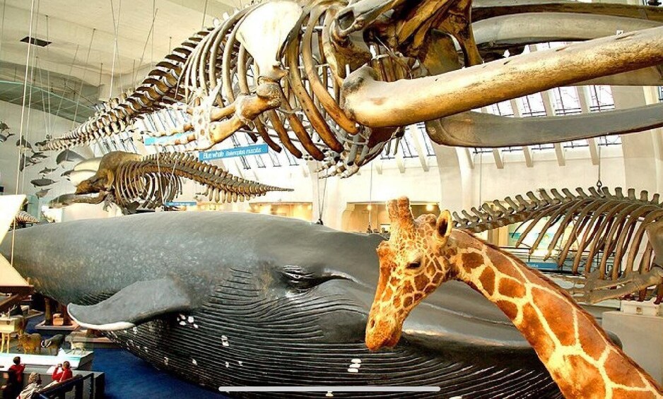 A museum exhibit with whale and giraffe skeletons. 5