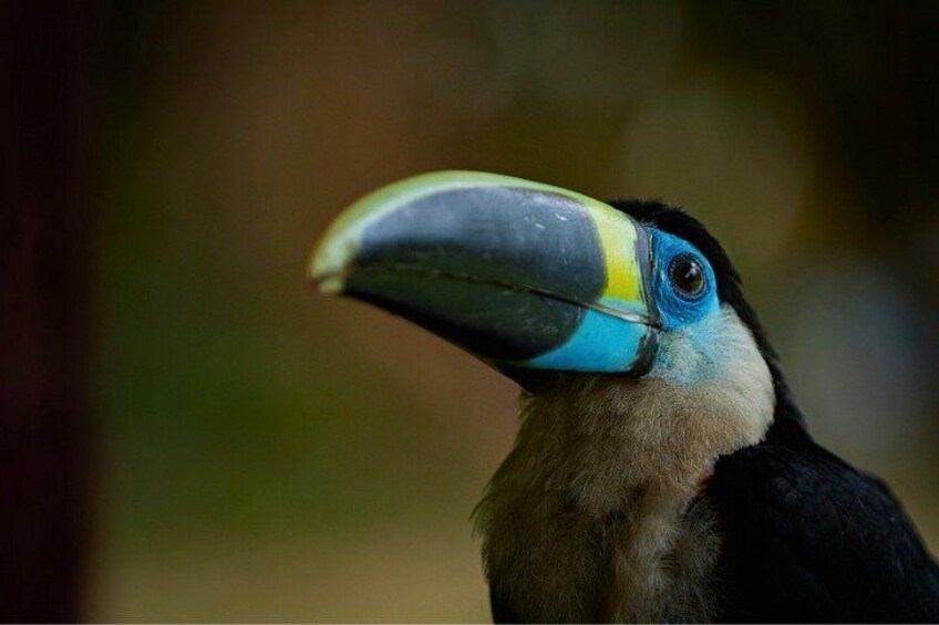 Private 3-Day Iquitos Amazon Jungle Tour with Premium Lodge 2