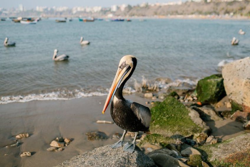 A pelican standing on rocks by a body of water with boats in the background. 2