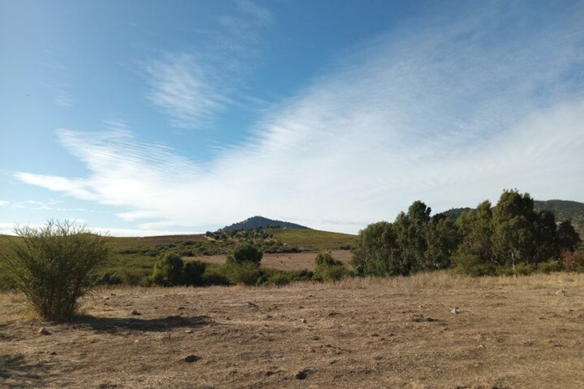 A dry grassland with sparse bushes, a hill in the distance, and a clear sky. 2