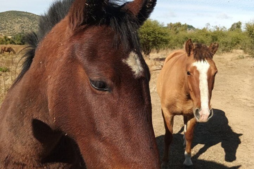 A brown horse with a white blaze on its face and a lighter brown horse in the background. 4