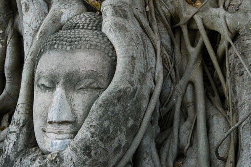 A stone Buddha head surrounded by intertwining roots. 4